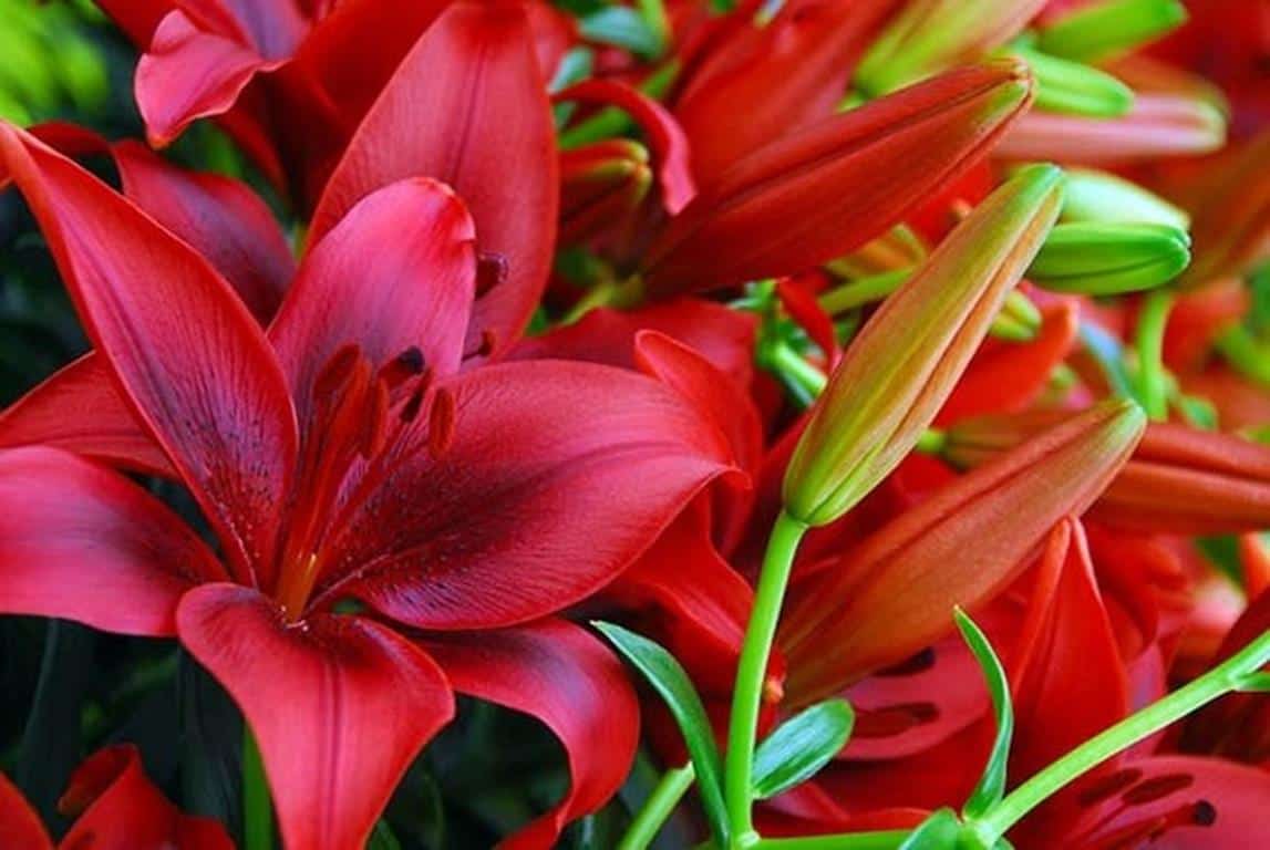 13 Jenis Bunga Lily Yang Cocok Untuk Menghias Taman Rumahmu