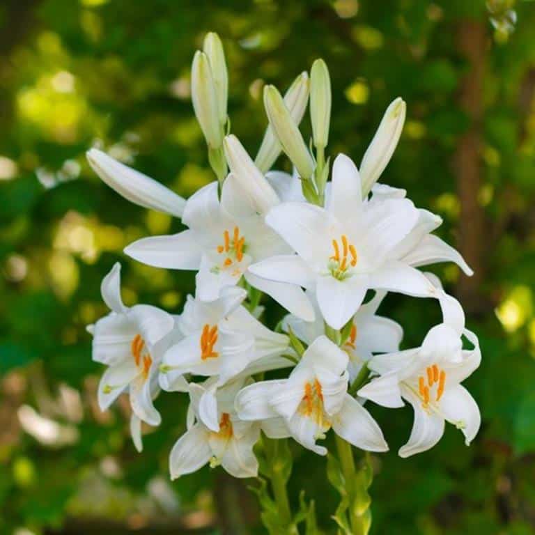 13 Jenis Bunga Lily Yang Cocok Untuk Menghias Taman Rumahmu