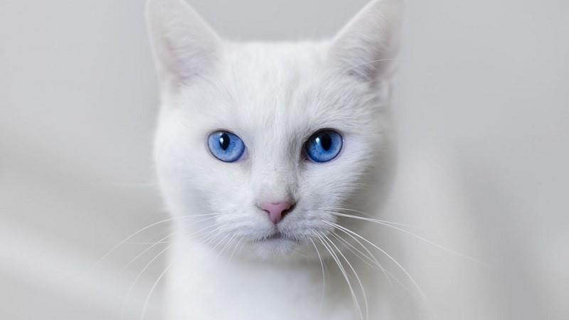 8 Macam Warna Mata Kucing, dari Biru Sampai Dua Warna 3