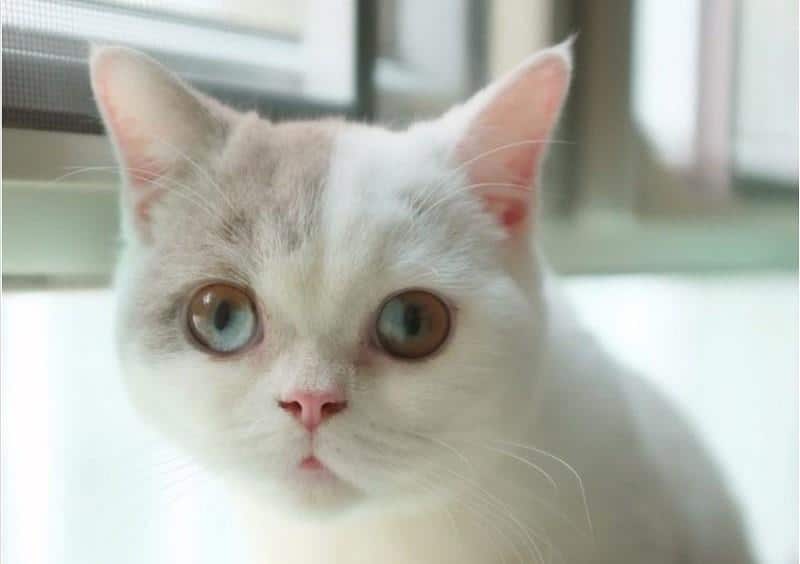 8 Macam Warna Mata Kucing, dari Biru Sampai Dua Warna 15