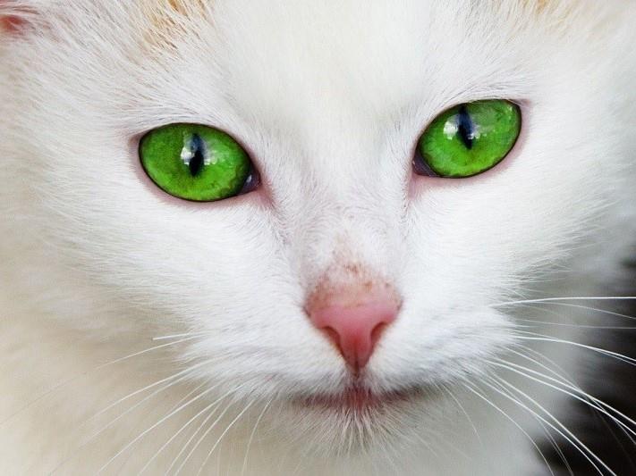 Warna harga kucing mata 2 Kucing Tonkin: