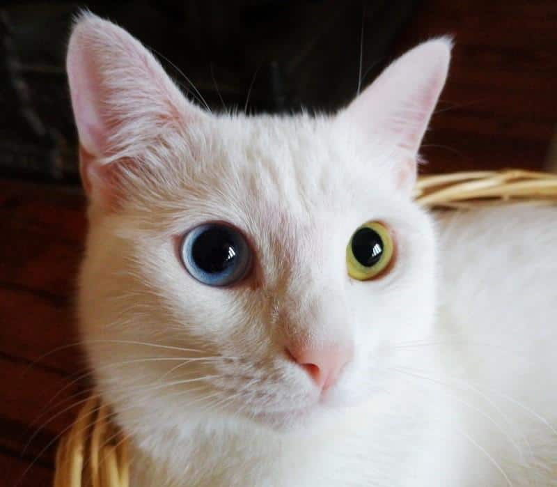 Harga kucing mata 2 warna