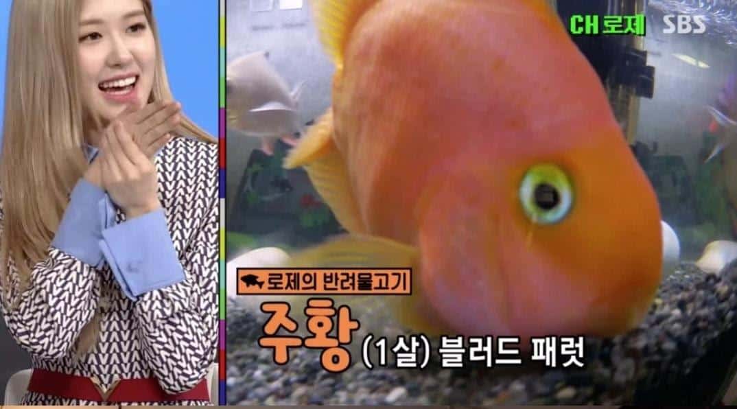 idol kpop yang memiliki peliharaan unik_Ikan– Rose Blackpink